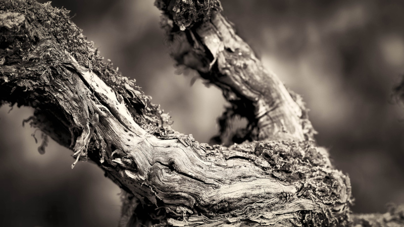 grape-vines-3-scaled