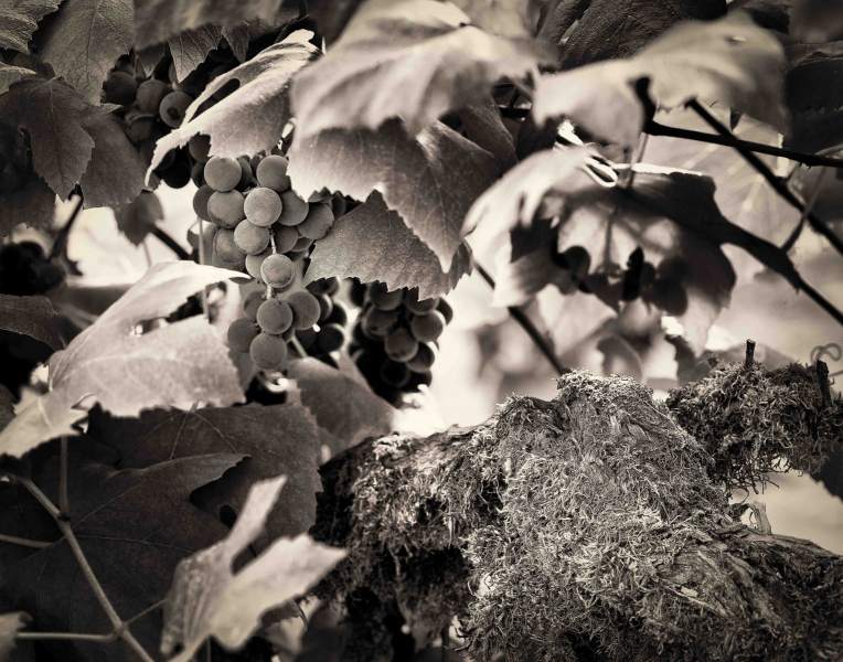 grape-vines-4-scaled