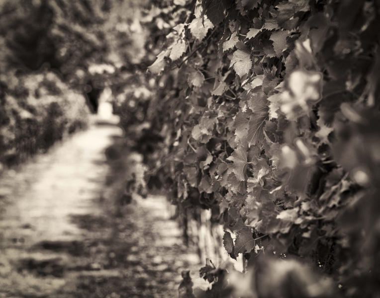 grape-vines-5-scaled