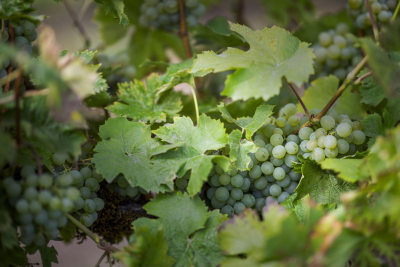 grape-vines-6-scaled