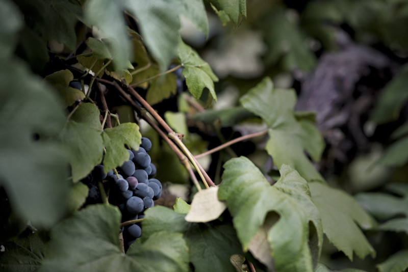 grape-vines-7-scaled